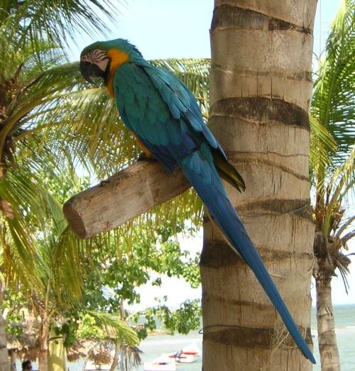 parrot-2.jpg
